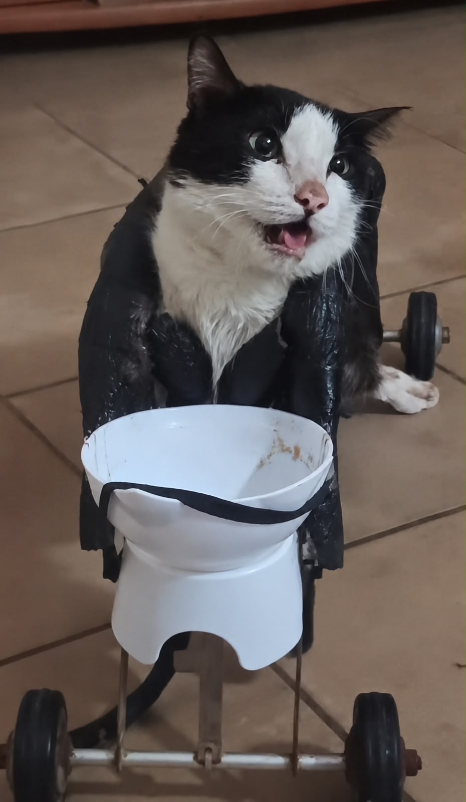 Foto do gato Benicio